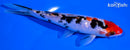 5.75" SANKE