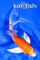 5.25" HARIWAKE BUTTERFLY