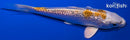 4.75" GINRIN LEMON HARIWAKE