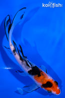 5.25" SANKE BUTTERFLY