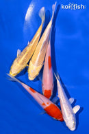 PACK OF (5) 3.75-4.25" STANDARD KOI