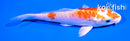 4.5" KIKUSUI