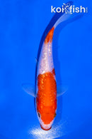 5" GINRIN KUCHIBENI KOHAKU