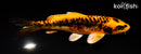 5.75" ARAGOKE BENI KIKOKURYU