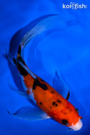 6.25" SANKE BUTTERFLY