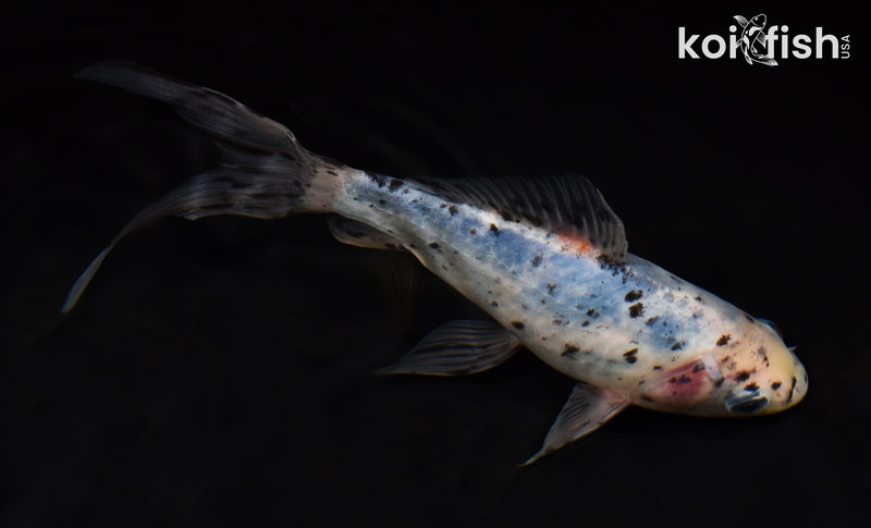7.75" SHUBUNKIN GOLDFISH