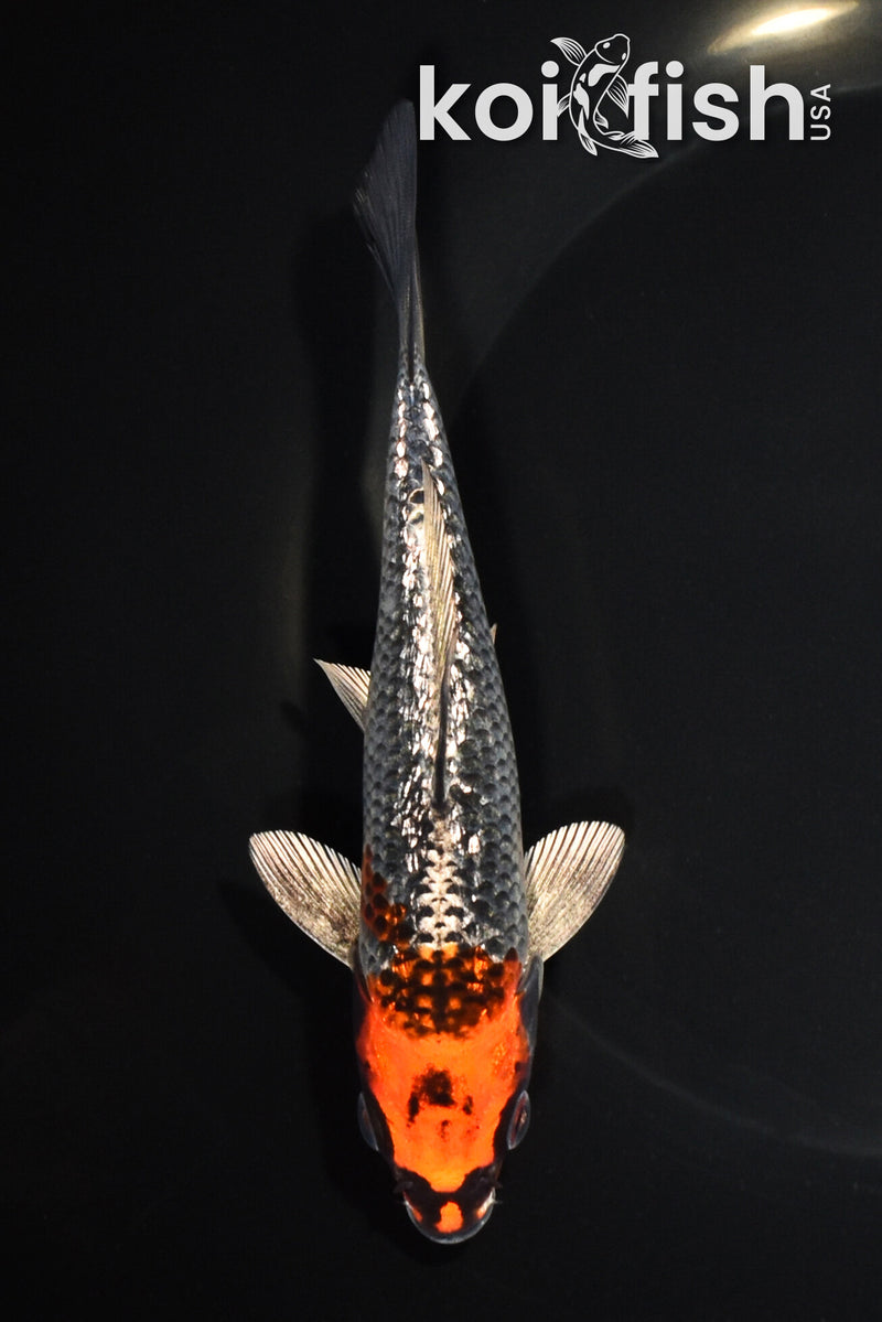 6" GINRIN BENI GINGA