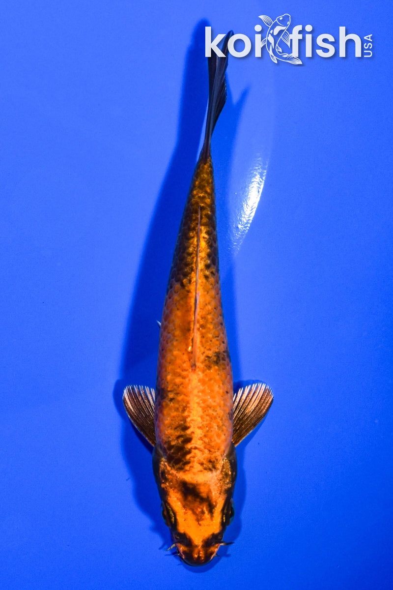 5" KIN HI UTSURI
