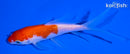 5.5" GINRIN KOHAKU BUTTERFLY