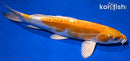 11.5" KIKUSUI