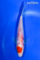 5.5" DOITSU MARUTEN GOSHIKI