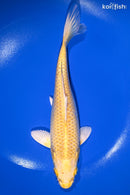7.5" YAMABUKI OGON
