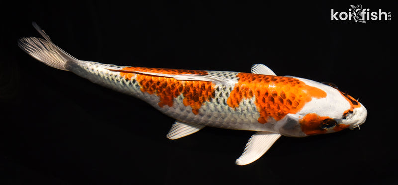 10" KUJAKU