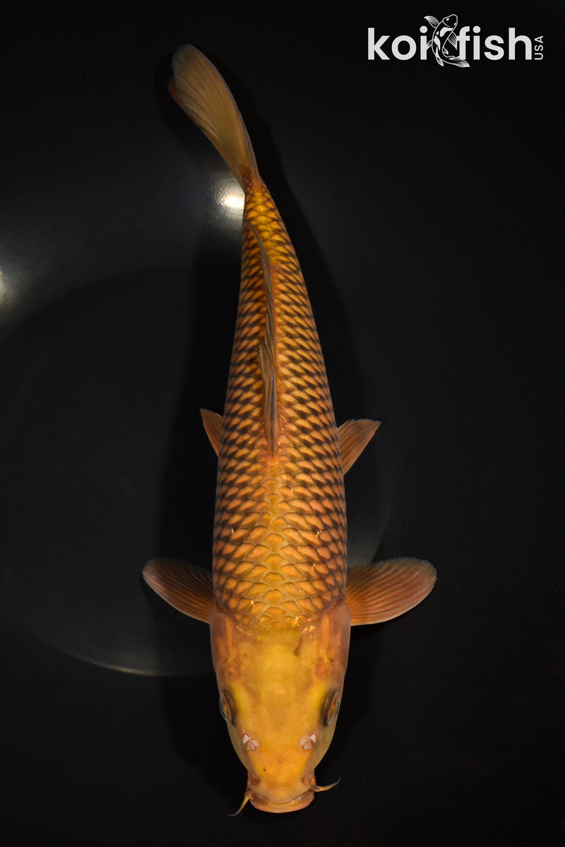 11.75" CHAGOI