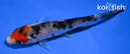 4.5" SANKE