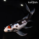 8" GINRIN TANCHO BENI MATSUKAWABAKE