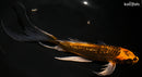 8.5" GINRIN KIN ORENJI MATSUBA BUTTERFLY