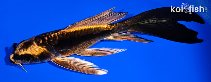 5.5" BENI KIKOKURYU BUTTERFLY