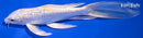 7.25" GINRIN LEMON HARIWAKE BUTTERFLY