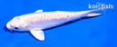 5" DOITSU PLATINUM OGON