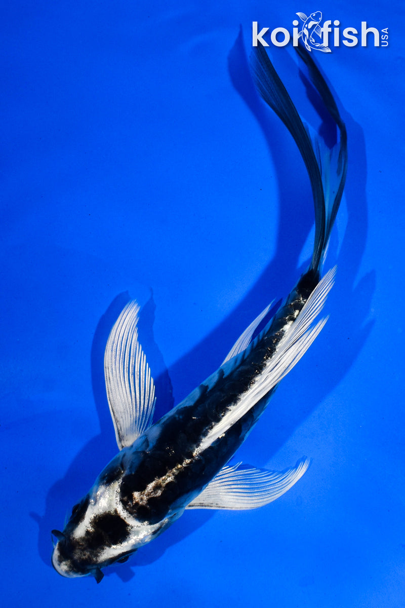 5.5" KIKOKURYU BUTTERFLY