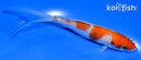 5.5" KOHAKU BUTTERFLY