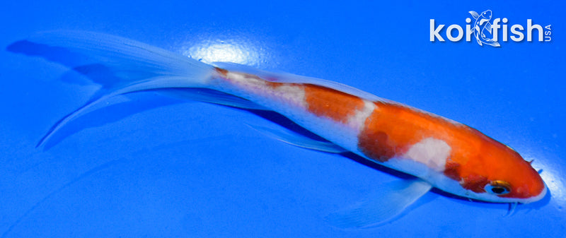 5.5" KOHAKU BUTTERFLY