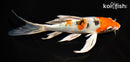 6.75" YAMATO NISHIKI BUTTERFLY