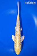 9.25" DOITSU YAMABUKI OGON