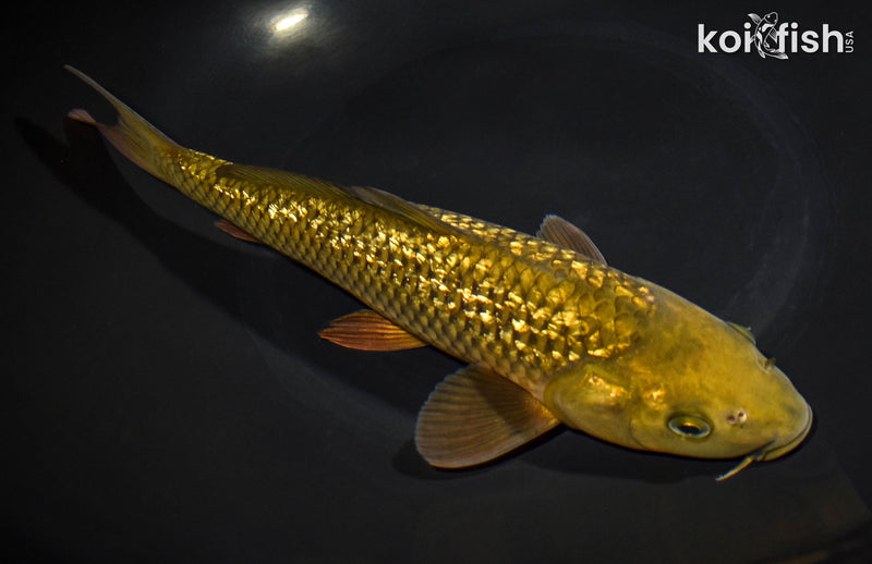 10" GINRIN CHAGOI