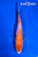 4.5" KOHAKU