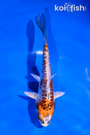 5" ARAGOKE BENI KIKOKURYU