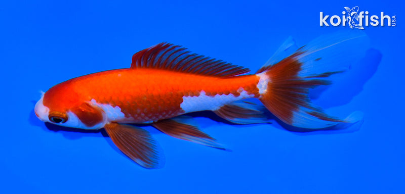 5.75" WAKIN GOLDFISH
