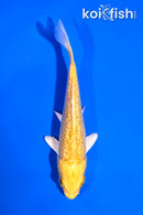 5" GINRIN YAMABUKI OGON