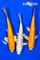 PACK OF (3) 5.5-6.25" STANDARD KOI