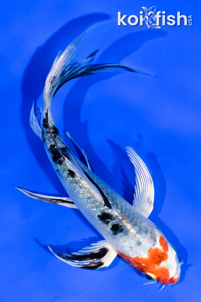 5.5" YAMATO NISHIKI BUTTERFLY