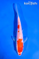 5.5" DOITSU KOHAKU