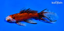 6.25" WATONAI GOLDFISH