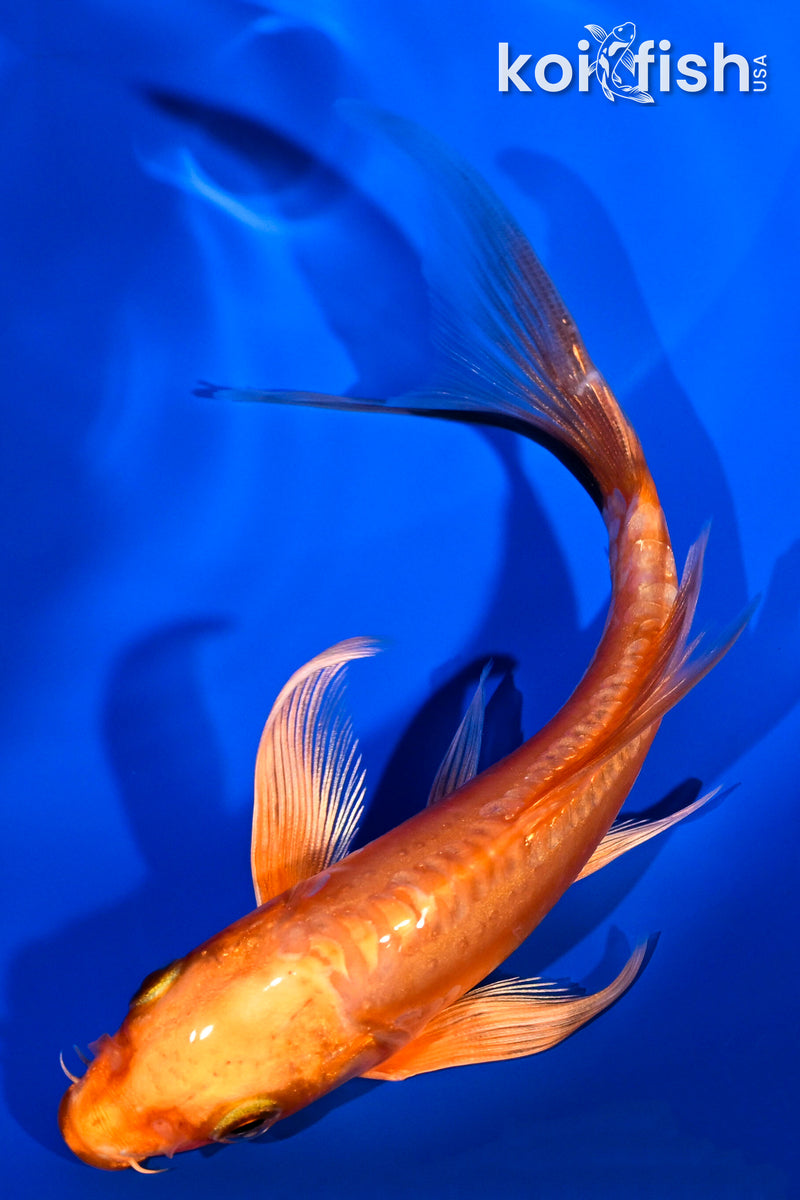 6" DOITSU ORENJI OGON BUTTERFLY