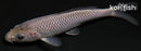 4.5" SORAGOI