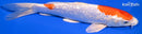 8.5" GINRIN HARIWAKE