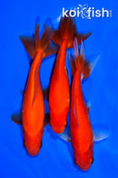 PACK OF (3) 5.25-5.5" WAKIN GOLDFISH