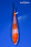 4.25" KOHAKU