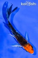 4.5" GINRIN YAMATO NISHIKI BUTTERFLY