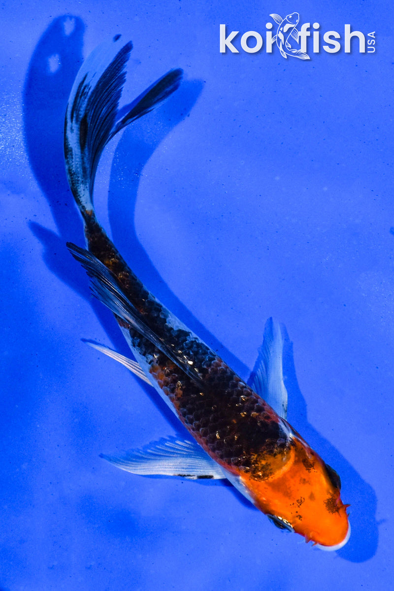 4.5" GINRIN YAMATO NISHIKI BUTTERFLY