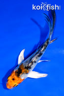 4" YAMATO NISHIKI BUTTERFLY
