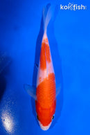 5.5" KOHAKU