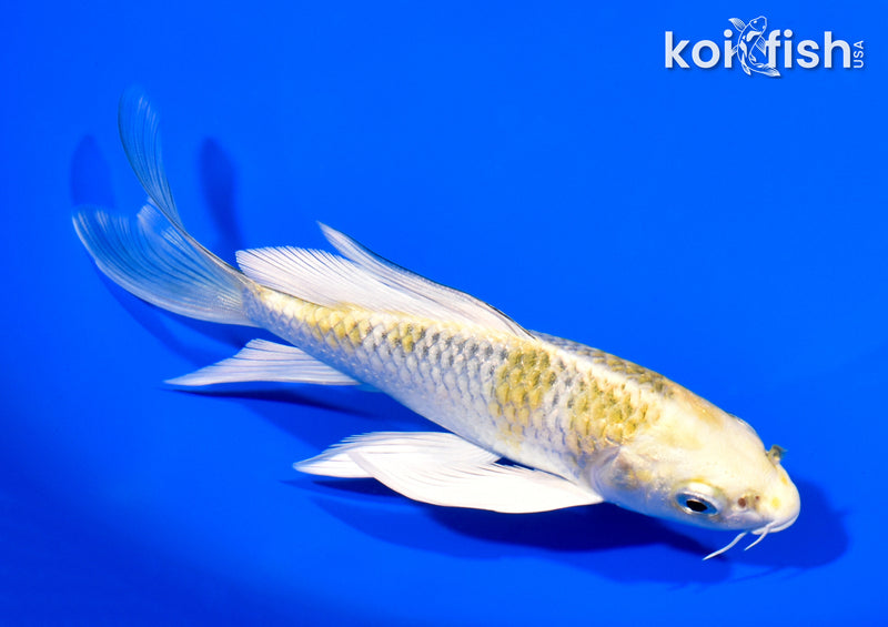 5.75" KUJAKU BUTTERFLY