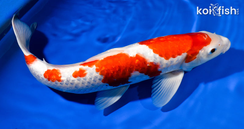 14.75" GINRIN KOHAKU