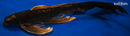 18" GINRIN KIN KABUTO BUTTERFLY